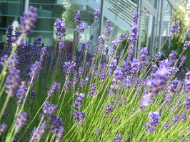 2006 06-Geneva Flowers in Hotel Courtyard